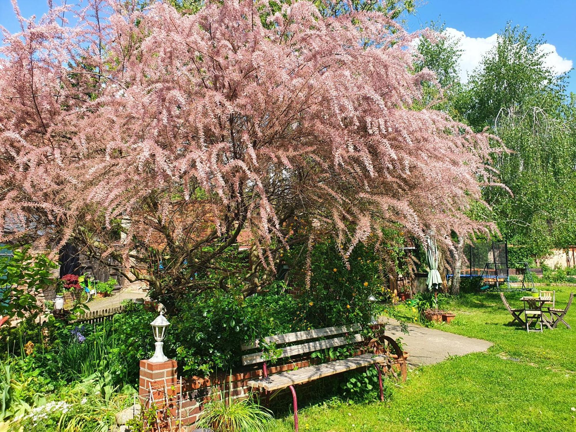 Ferienhof Gruene Kuh Elsteraue 외부 사진